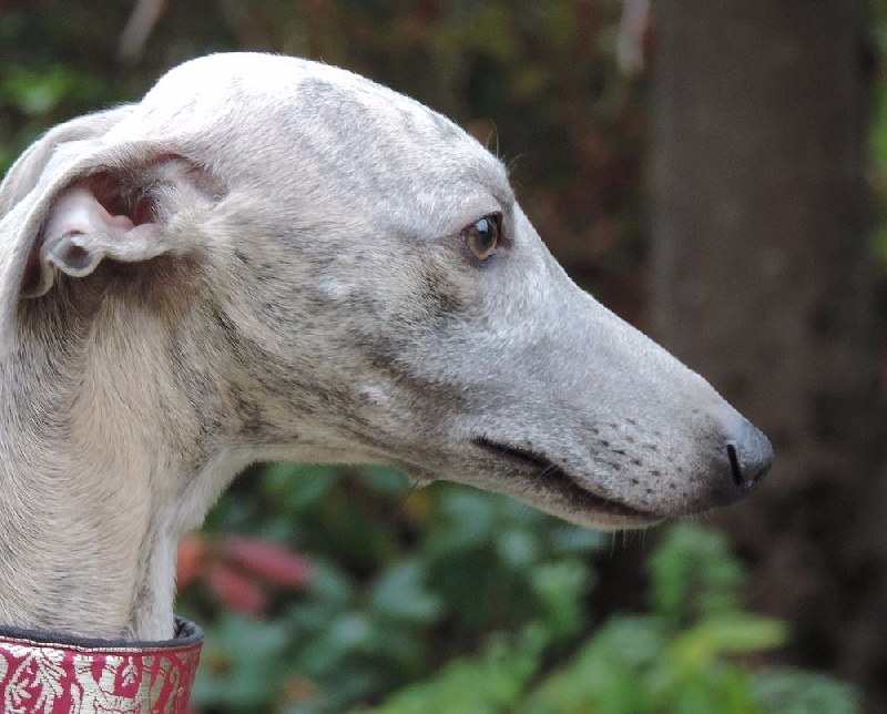 Iloo d'Ardalie